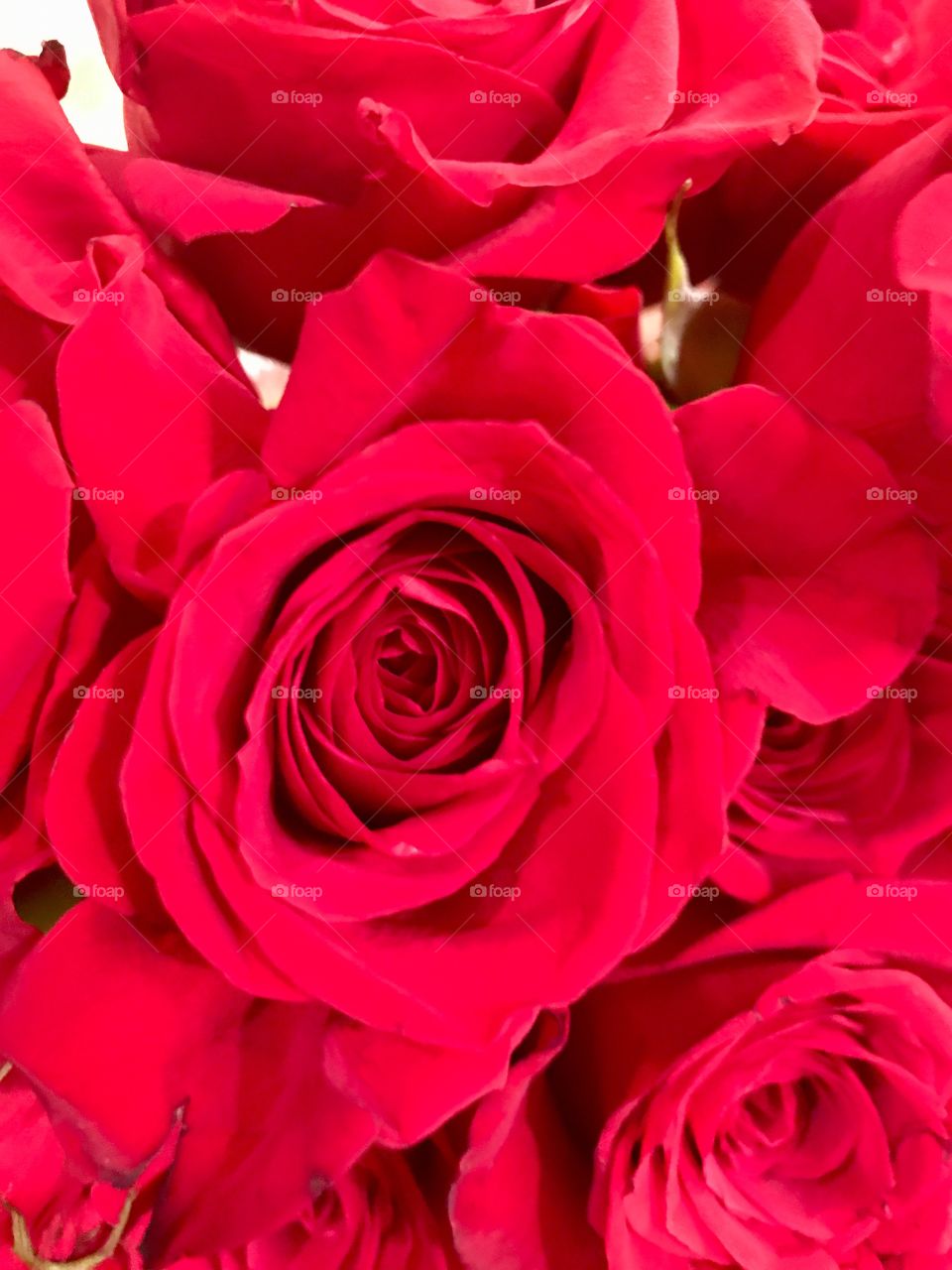 Rose, Petal, Flower, Romance, Love
