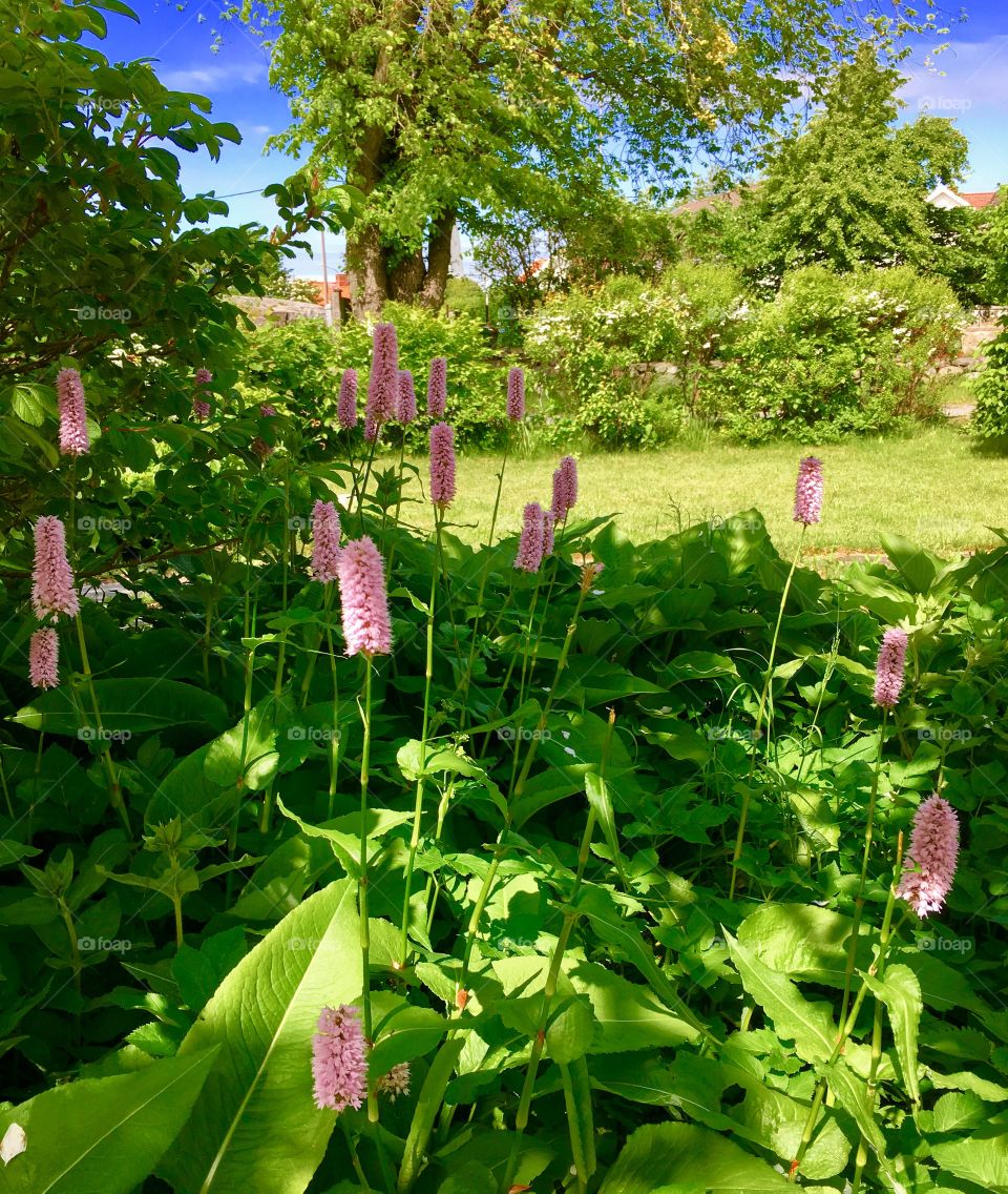 Garden flower