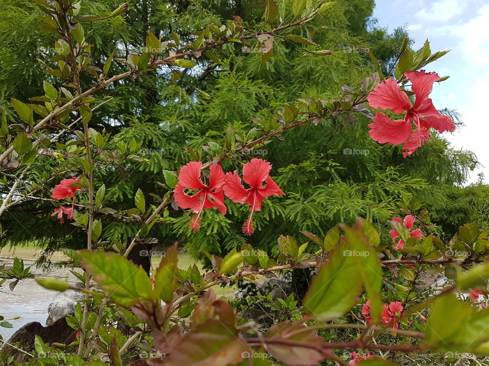Hibiscus Fiji