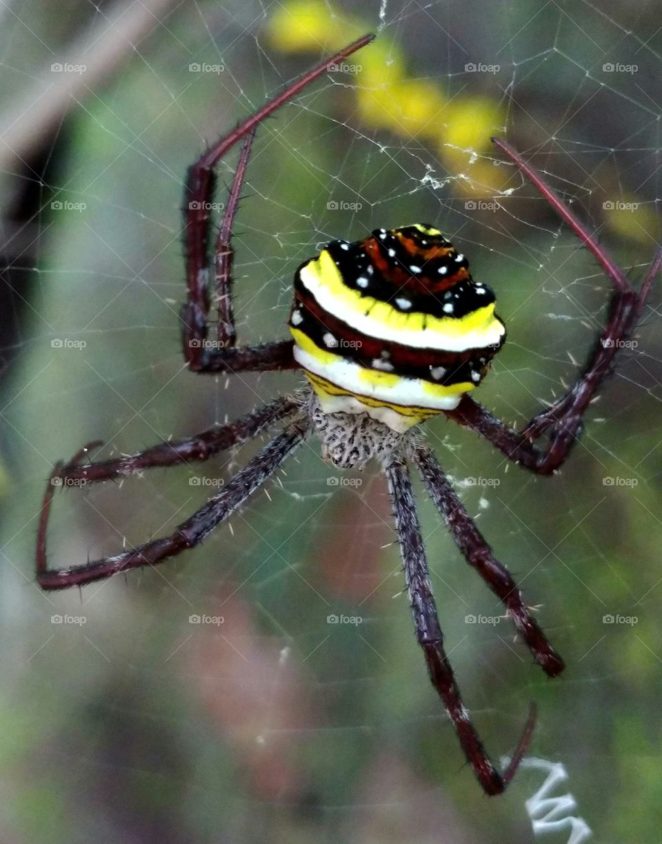 मकड़ी (spider)