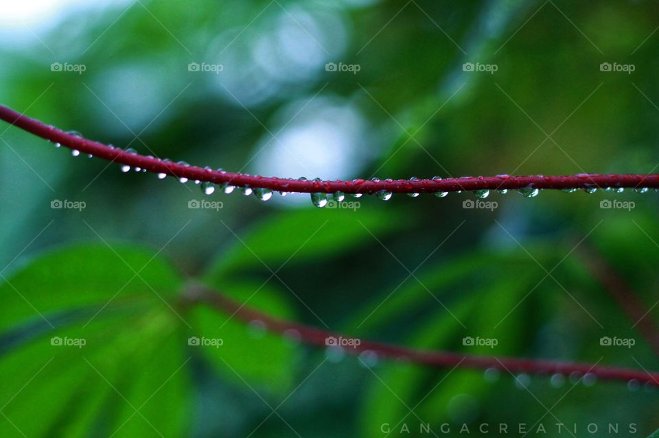 water is everything everywhere kerala climate