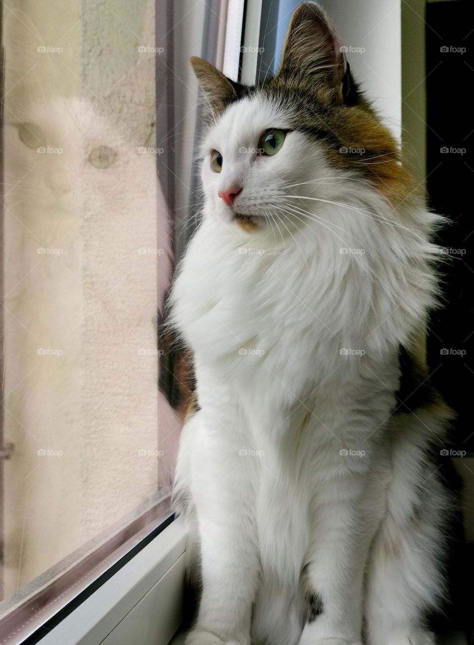 Beautiful cat portrait. Cat and reflection.