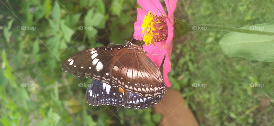 Beautiful butterfly on the flower