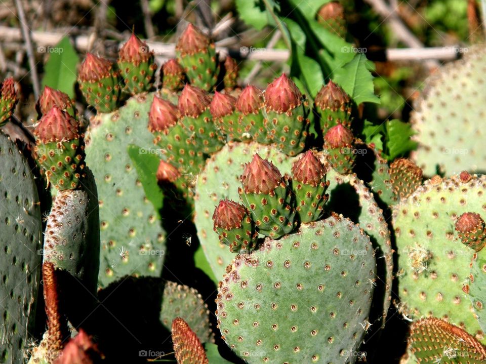 Flower Buds on Prickly Pear Cactus