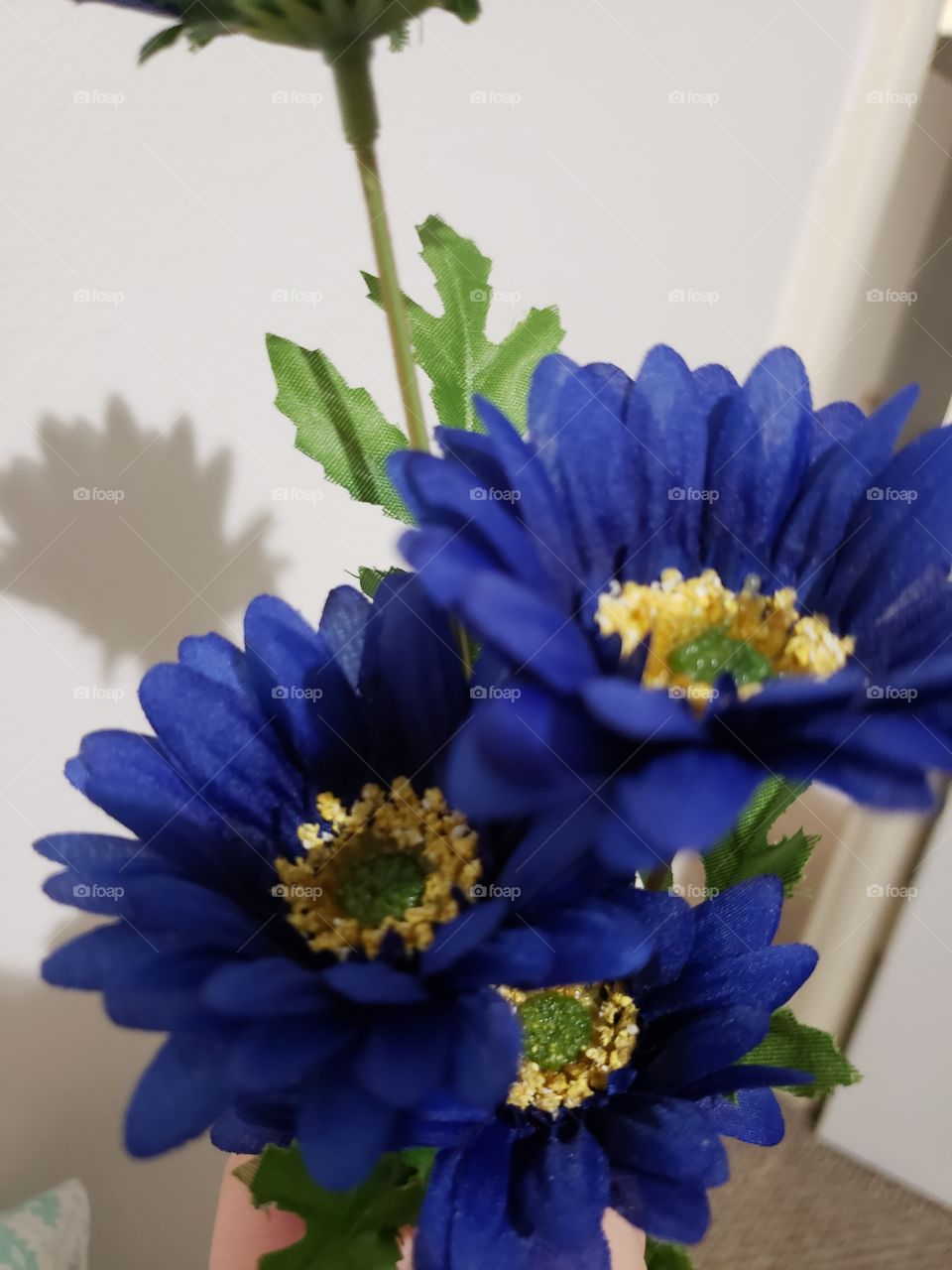blue and yellow Daisy flowers, pretty, aroma, smells good, perfume, color, growth.