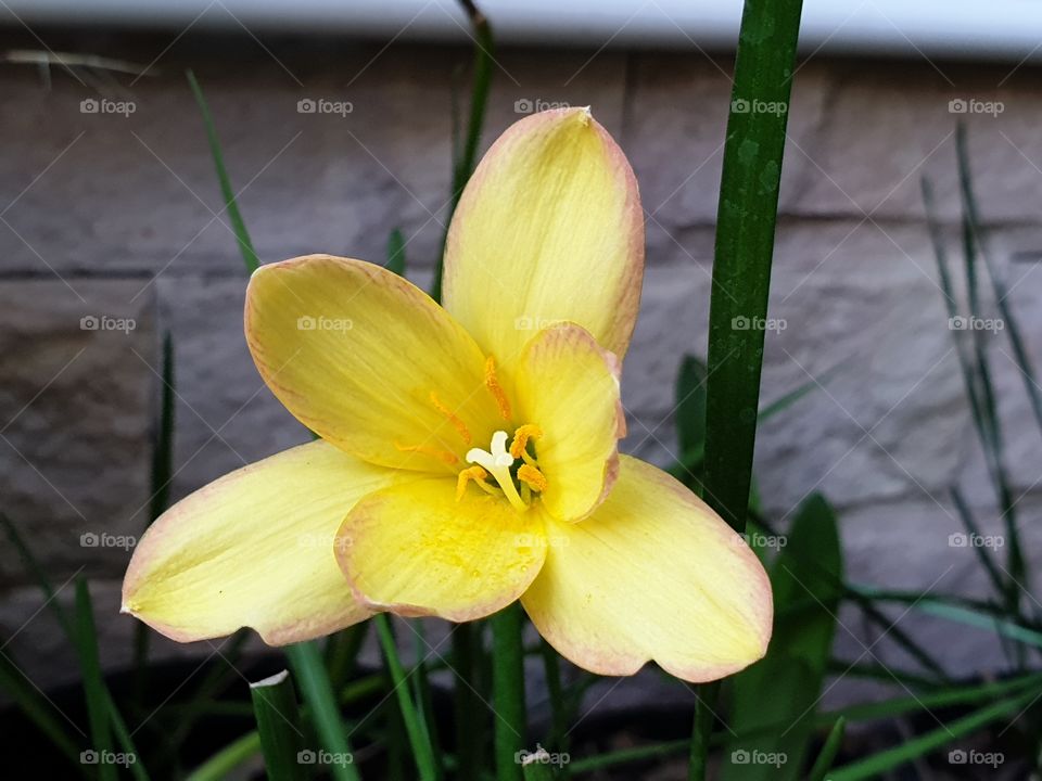 beautiful flowers in my garden