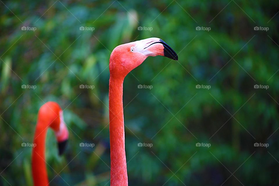 Flamingos. This is a headshot of a Falmingo