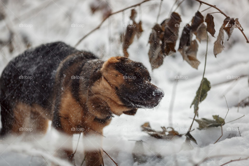 Red cute german shepard 3-th months puppy portrait at snow at the winter