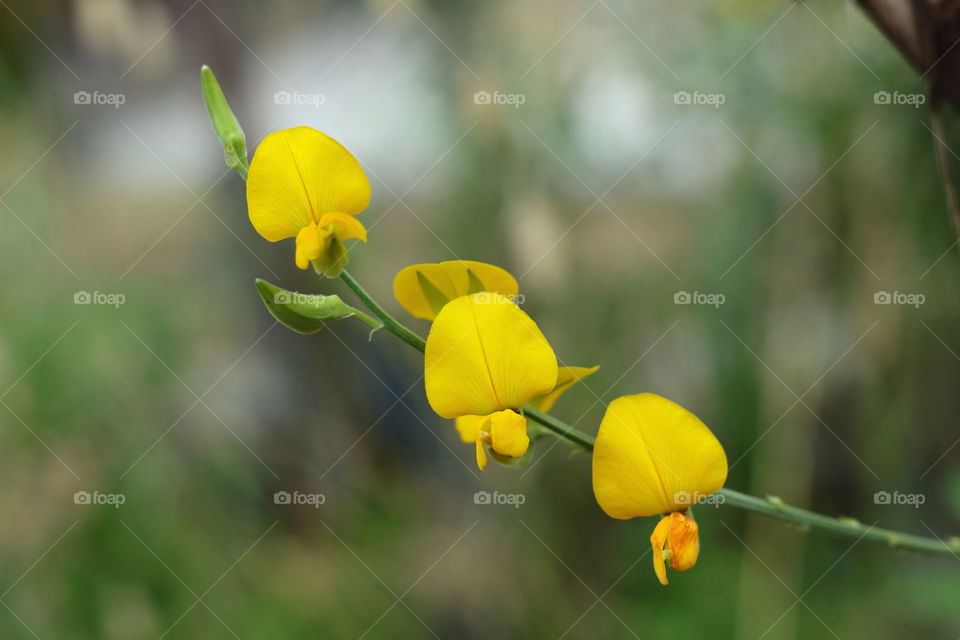 flowers, yellow flower