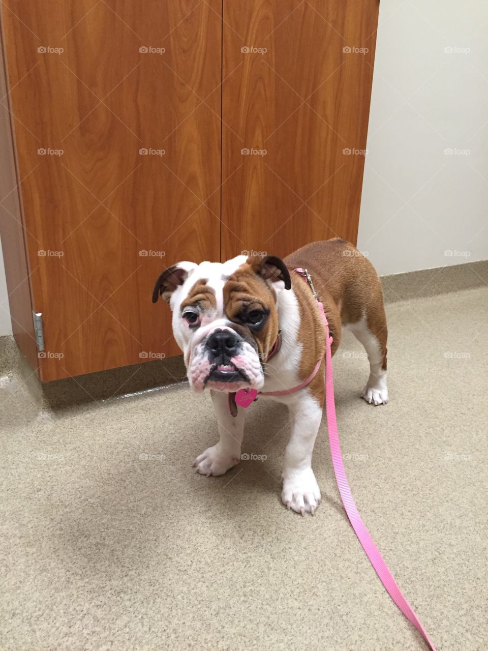 First trip to the vet