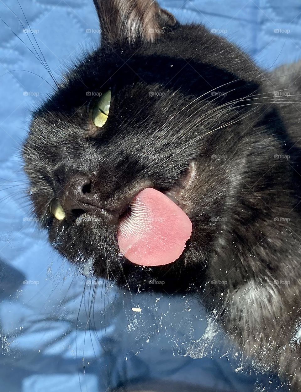 A cat licking some cat treat off a piece of glass