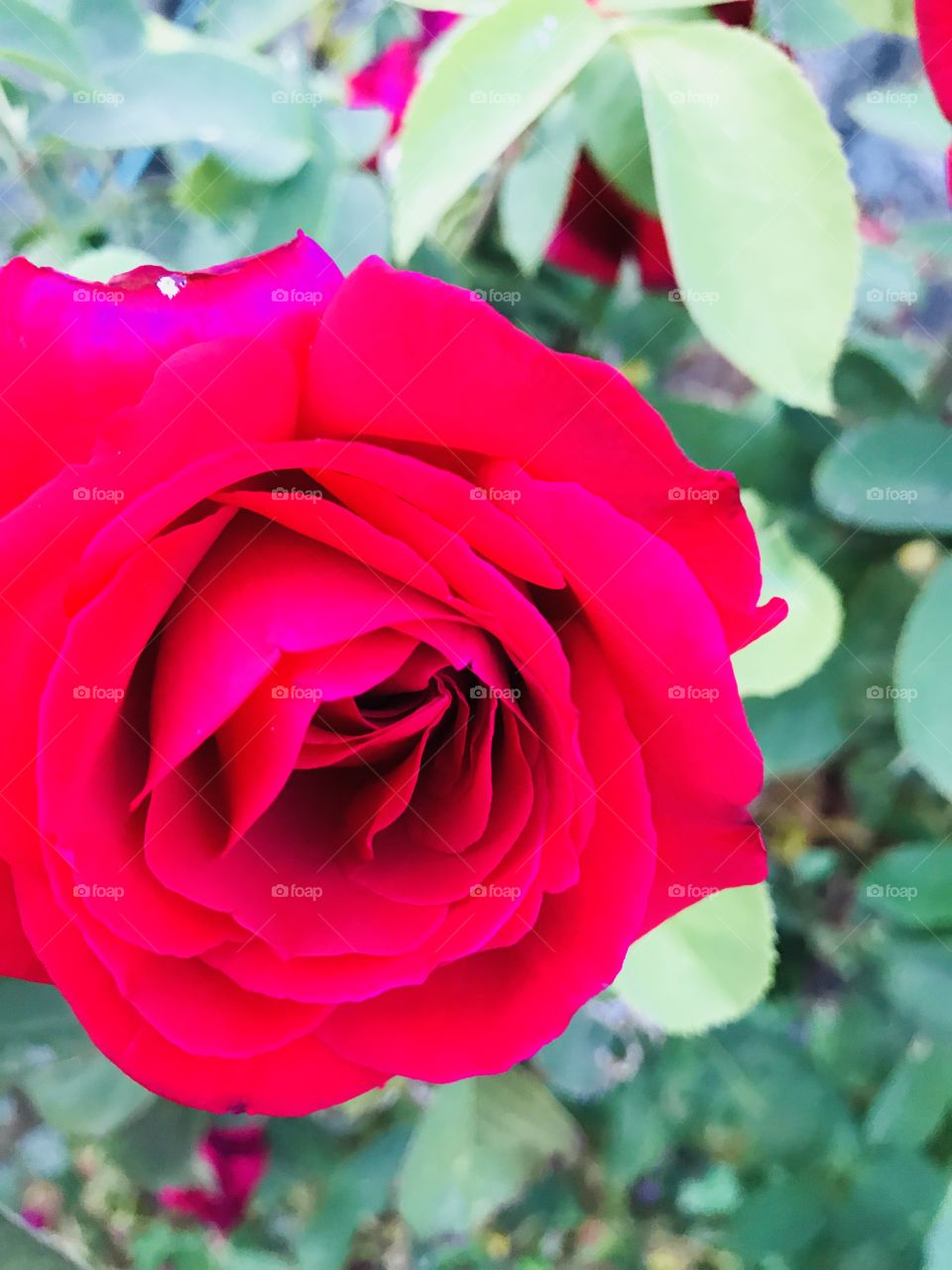 Red rose brightening my backyard garden 