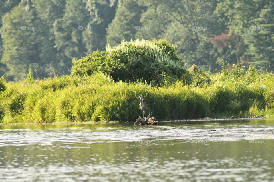 fishing heron