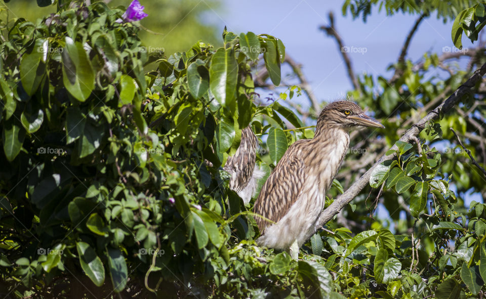 Brazilian bird exhibiting itself in the nest