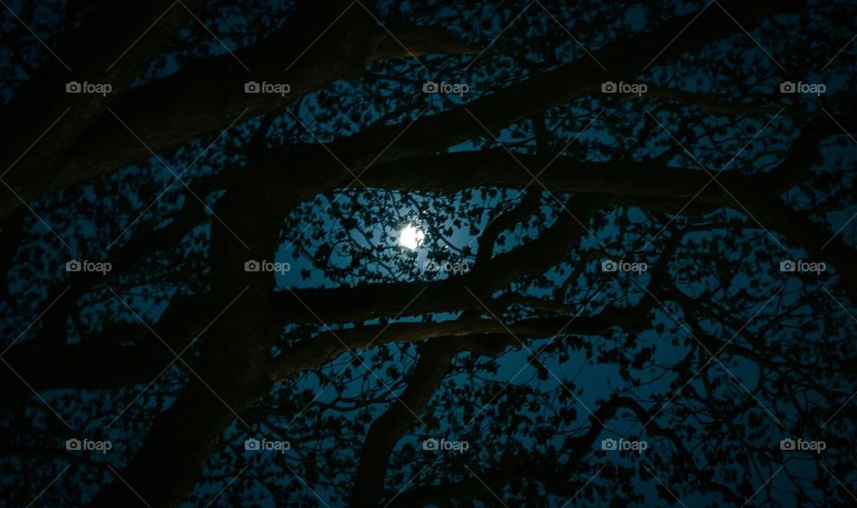 Walking around Kochi admiring the night activity and gazing up through the trees to the full moon. Stunning