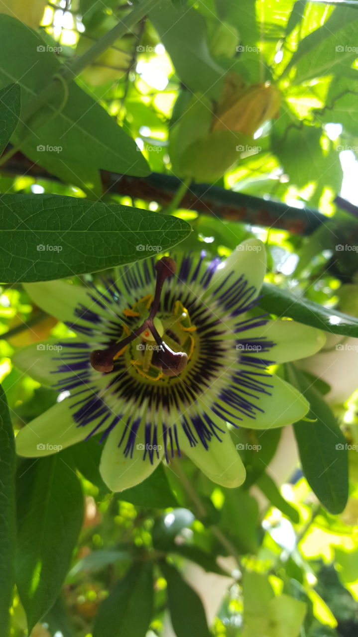 passion flower