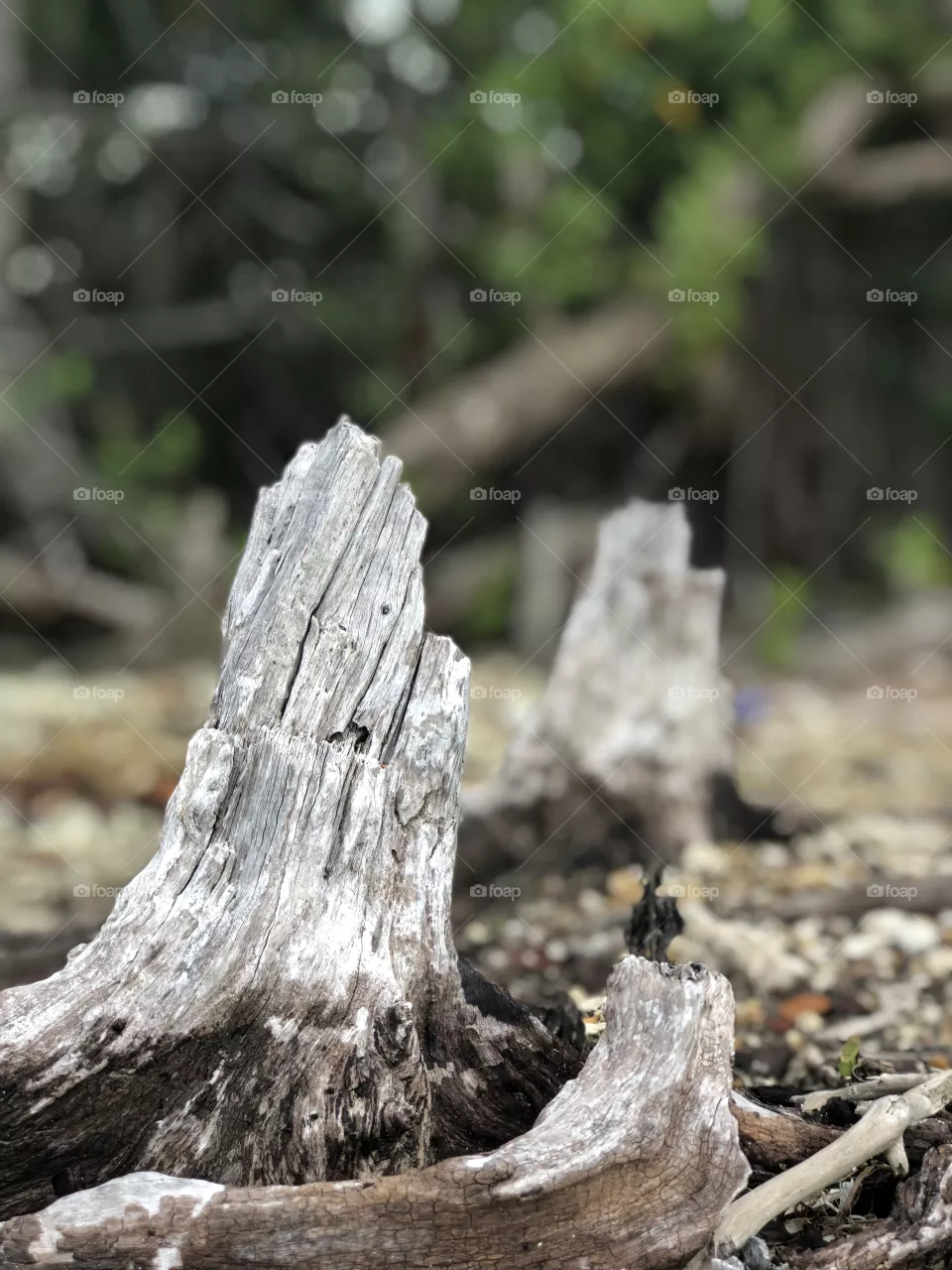 Driftwoods