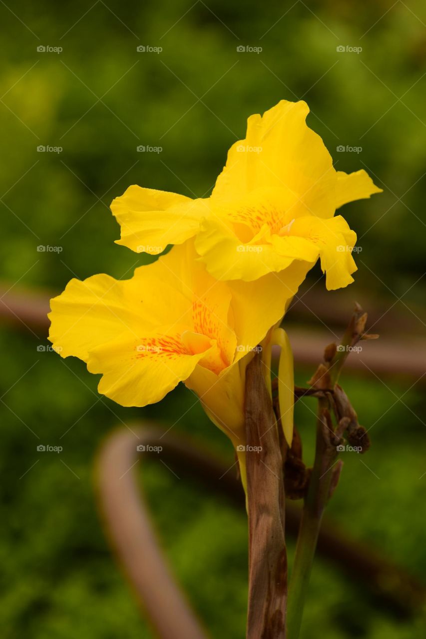 Yellow canna lily flower and beautiful bokeh background