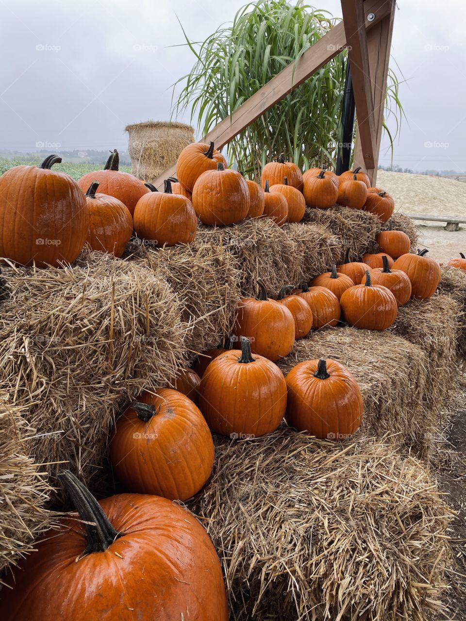 Pumpkin farm