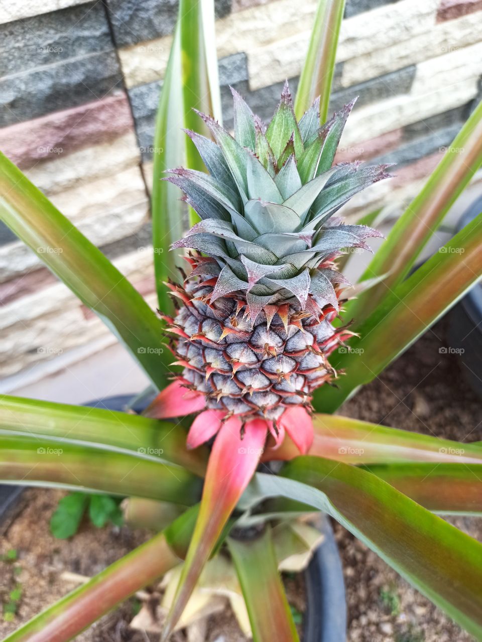 pineapple