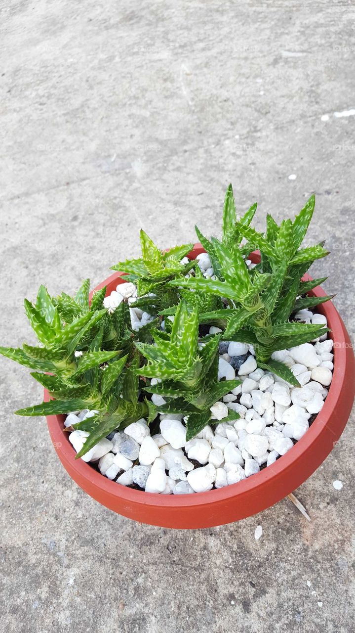 aloe juvenna plants