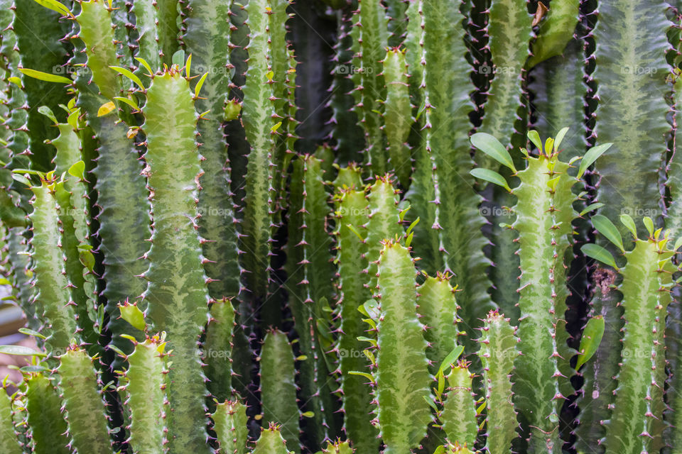 Brazilian cactus