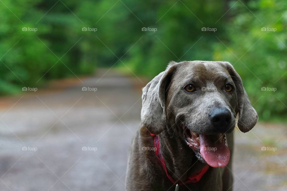 Front view of a dog with mouth open