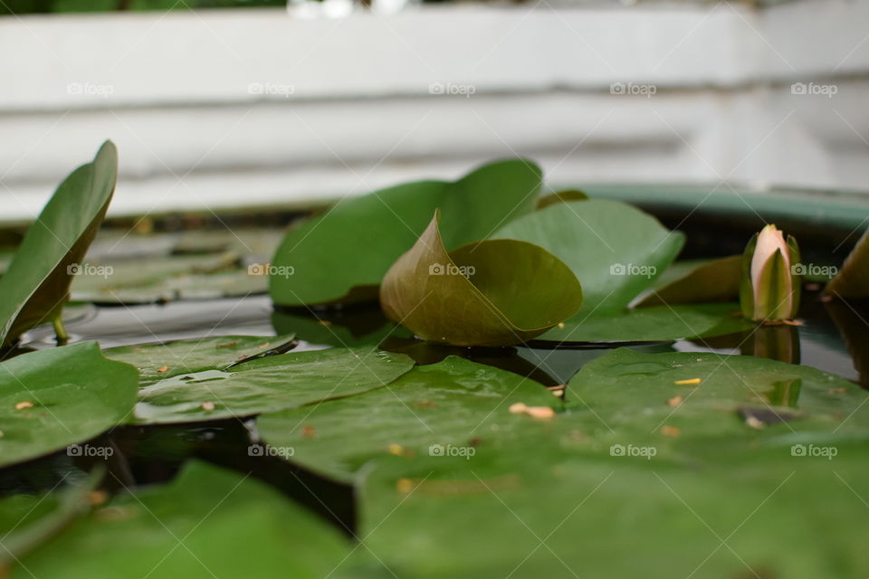 Lily pad flower