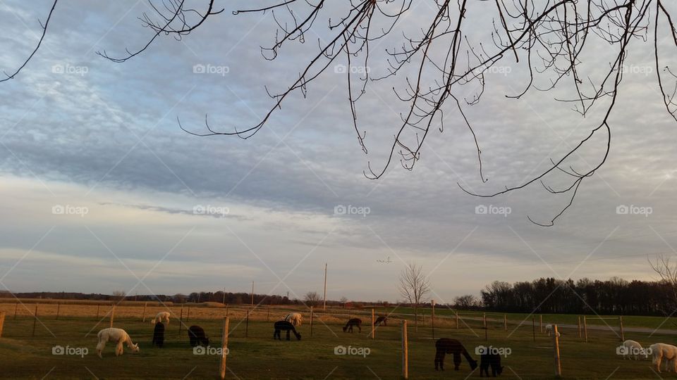 Alpacas Grazing at Dusk