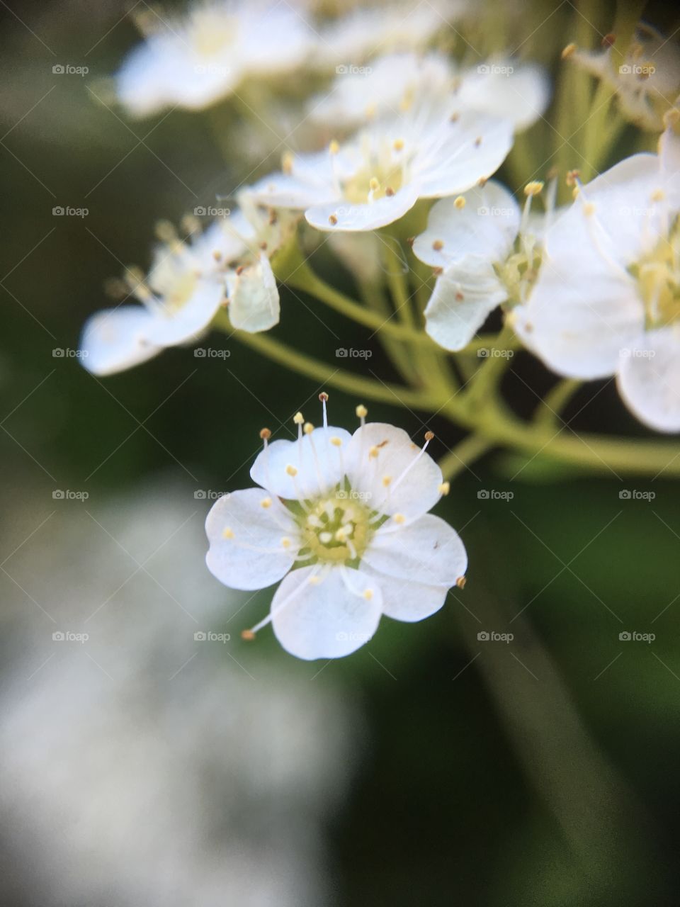 White flower