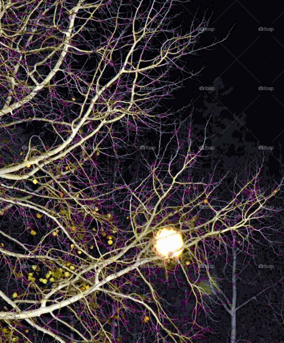 Moon Through the Aspens