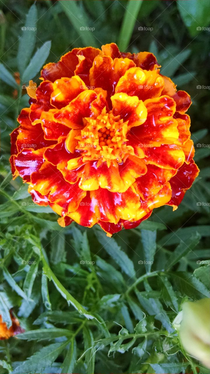 marigold