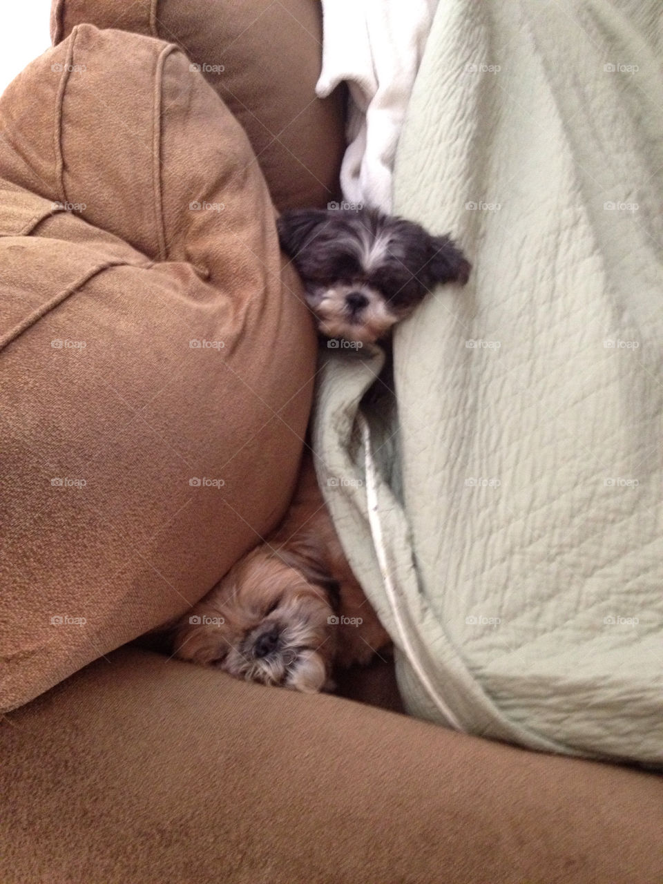 cute puppies peekaboo cuddle by pflook