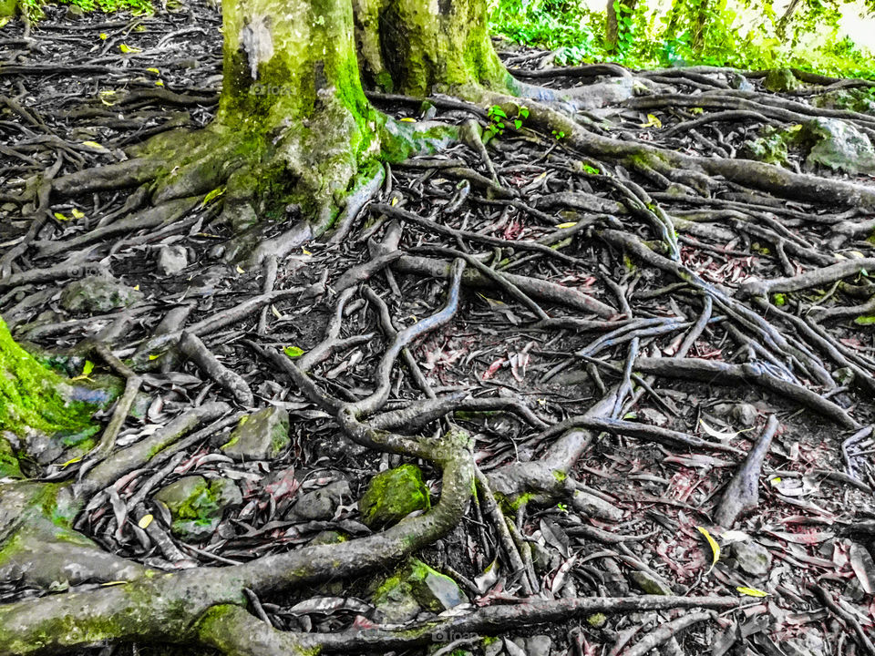 Tree roots intertwined