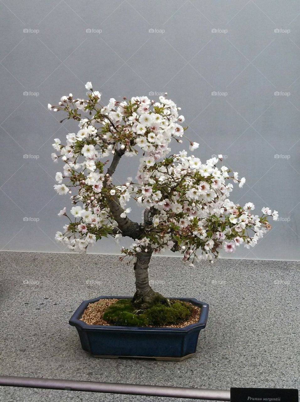 Bonsai Cherry tree