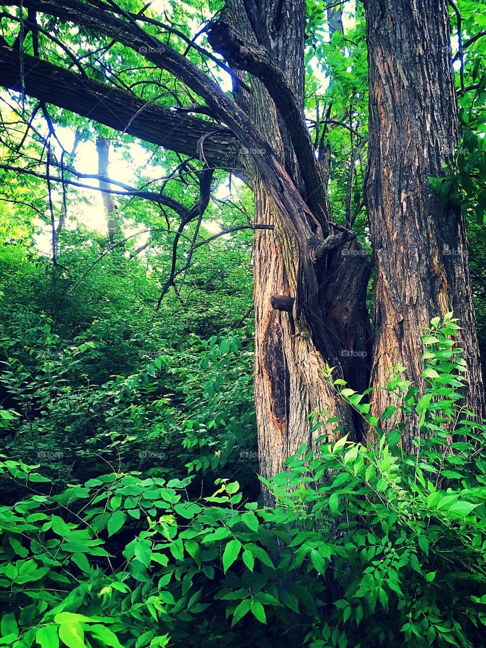 A dying tree surrounded by life