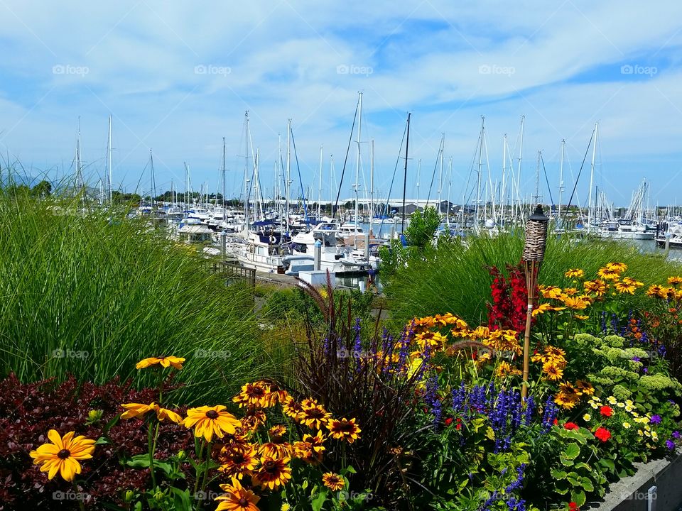 Flowering Marina. Bellingham, Washington 