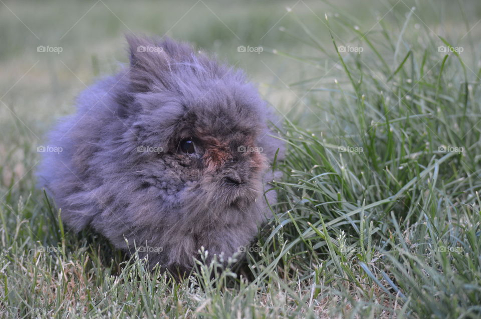 Animals having a hay day