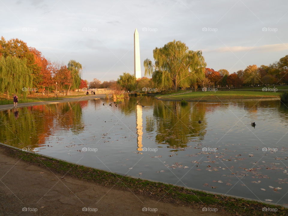 Washington Monument, Trees & Pool