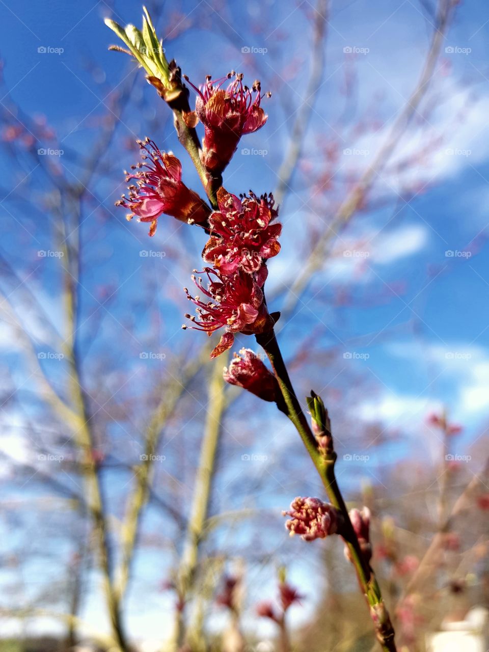 peach tree at spring