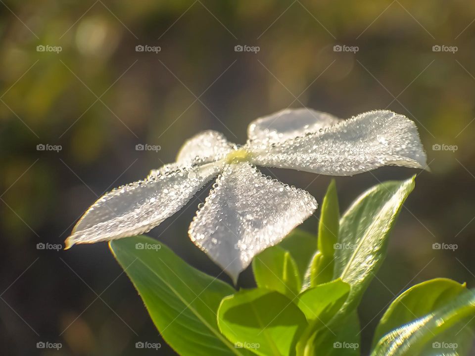 Close-up of white flowers.