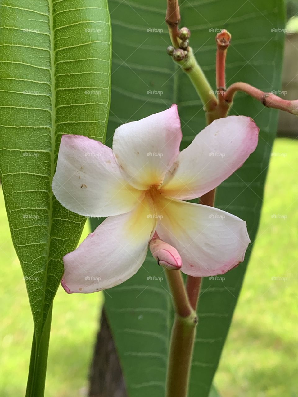 Plumeria