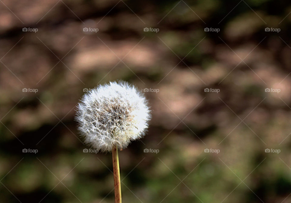 Dandelion