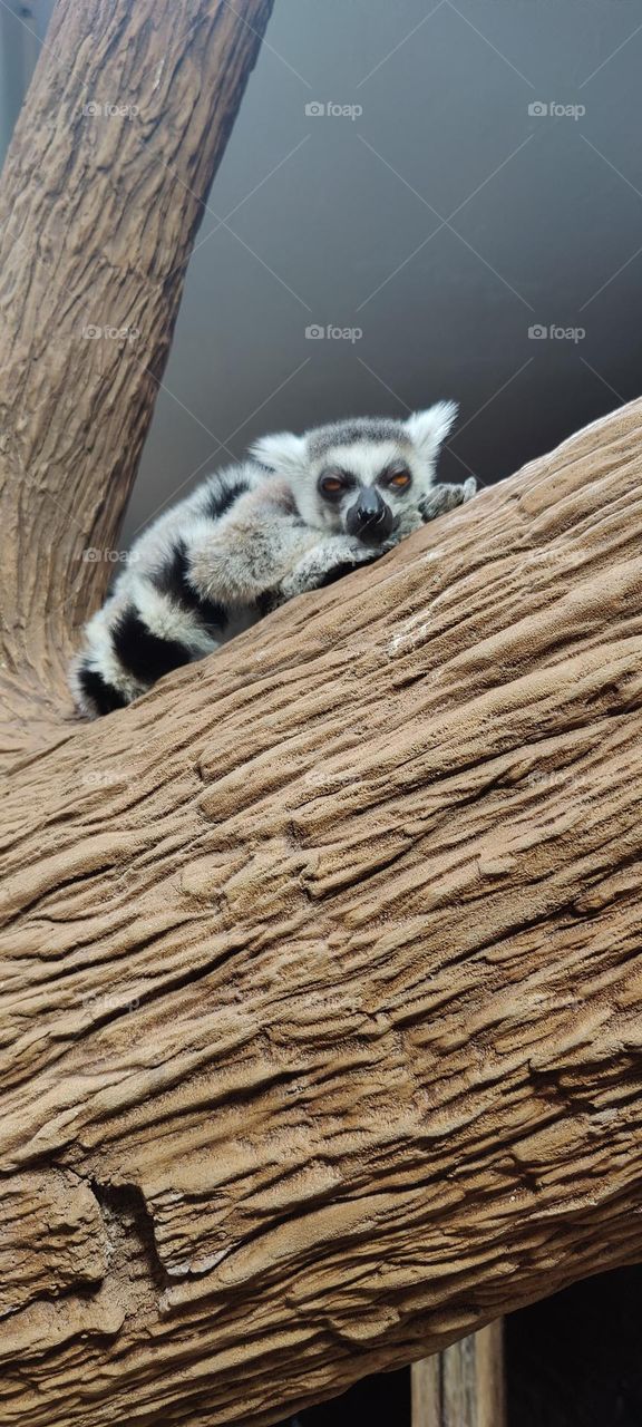 lemur