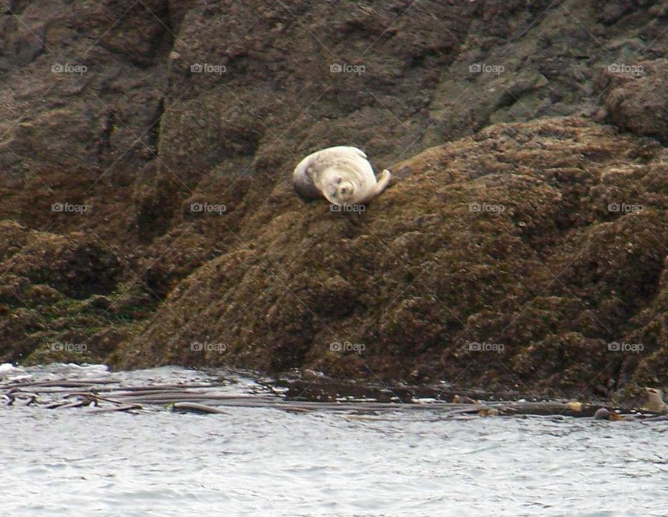 Seal. Seal San Juan Islands