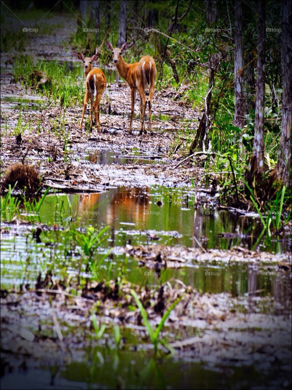 Doe and Fawn