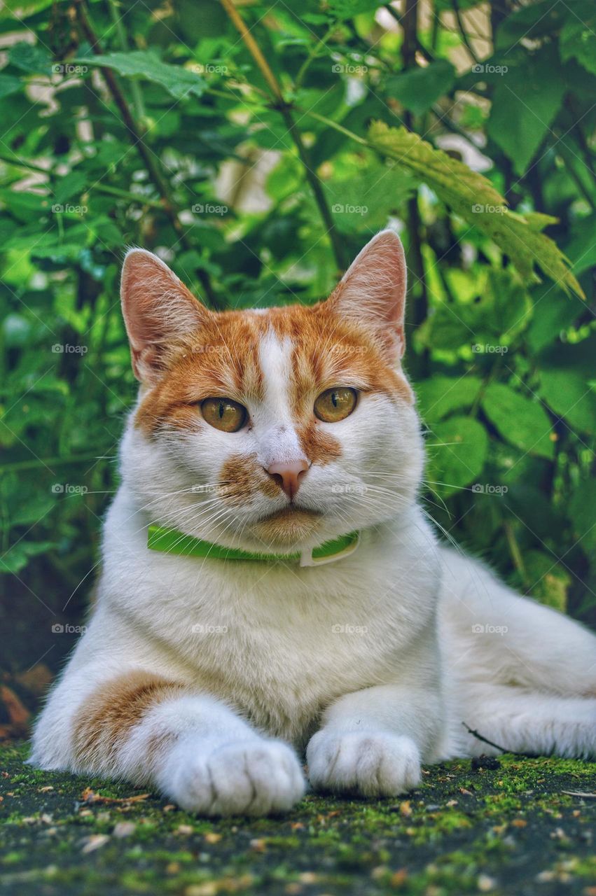 red and white cat in a collar. lies on the ground like a tiger and looks into the camera. yellow eyes .