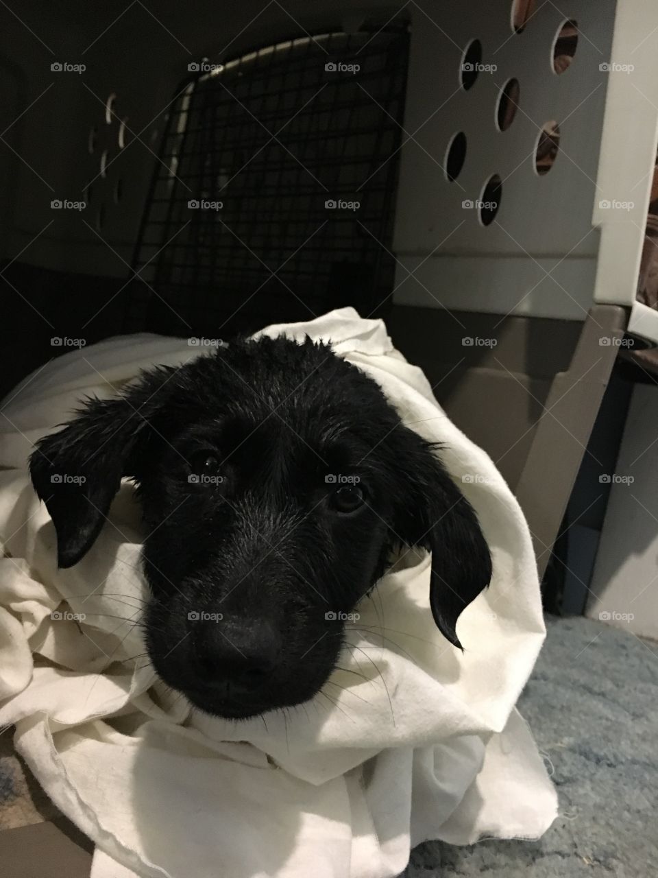 Puppy girl got a bath before she got given to her new forever home ❤️ 