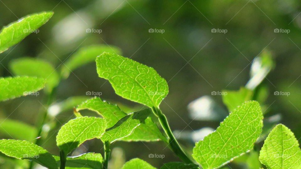 Green leaves 