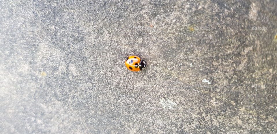 Lady Bug beside the highway